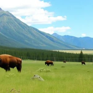 Bison grazing in a picturesque setting of Yellowstone National Park