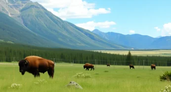 Man Gored by Bison at Yellowstone National Park