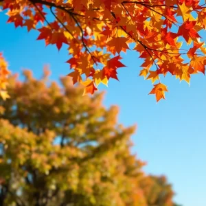 Autumn leaves in Jacksonville, Florida