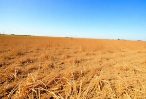 A view of Jacksonville, Florida during warm weather showing dry and drought-affected land