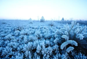 Frosty landscape in Florida during freeze warnings