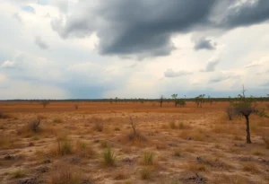 Dry landscape in Jacksonville indicating wildfire risk